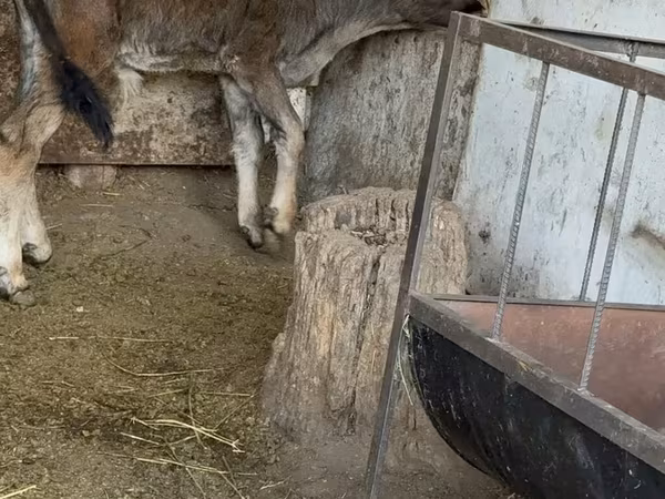 Bull, Alatau breed
