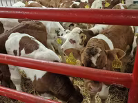 Rinder (Partie, Geschlecht nicht angegeben), Simmental cattle — Foto 3