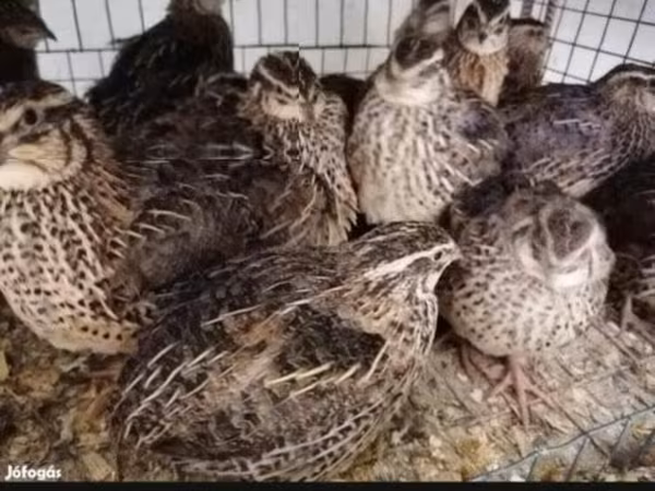 Quails — Hungary