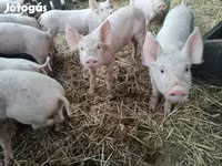 Pigs (batch, sex not specified), Крупная белая — photo 3