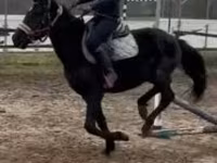 Hing, Hungarian horse breed — 5. fotó