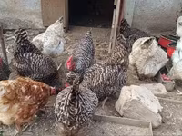 Chickens — الصورة 3
