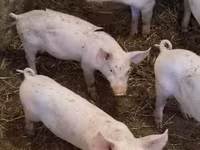 母猪, Pigs — 照片 1