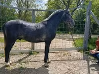 घोड़ा, Lipizzaner — फ़ोटो 2