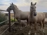 母马, Horses — 照片 1