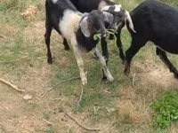 公山羊, Nubian Goat — 照片 6