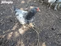Chickens — 4. fotó
