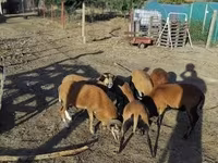 Beran, Cameroon sheep — foto 1