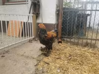 Brahma — zdjęcie 5