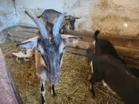 Cabra, Cabras — foto 2