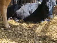 Cow, Limousin cow — photo 7