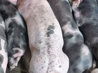 Boar, Pigs — photo 1