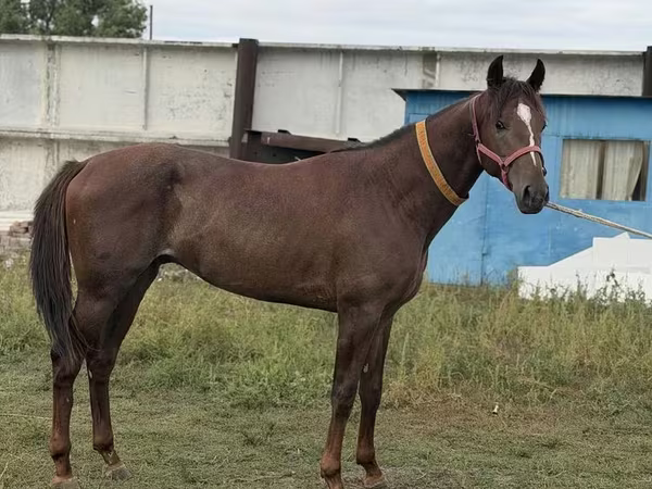 Hing, Arabian horse