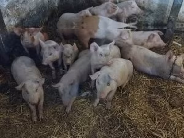 Pigs (batch, sex not specified),  — Hungary