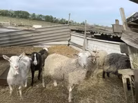 母羊, Sheep — 照片 2