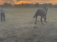 公马, Horses — 照片 7