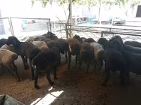 Kos, Juhok — 4. fotó