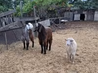 Cabras (lote, sexo no especificado), Cabras — foto 3