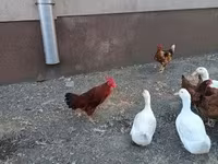 Chickens — 5-сурет