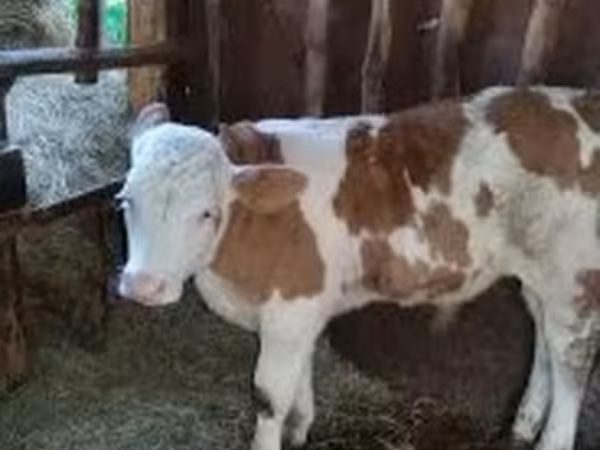 Bika, Simmental cattle — Magyarország