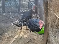 Turkeys — 照片 1