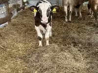 ثور, Russian Black pied cattle — الصورة 3