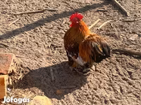 Bantam Pekín — foto 3