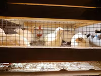 King Quail — photo 2
