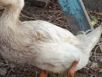 Ducks — Foto 2