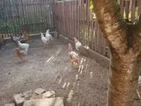 Chickens — الصورة 2