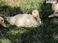 Ducks — फ़ोटो 2