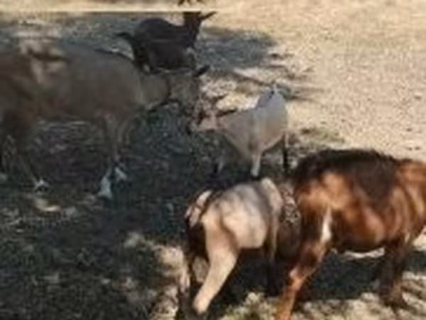 公山羊, Goats