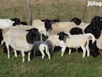 Sheep (batch, sex not specified), Dorper sheep — photo 1