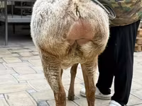 Owca, Arashan sheep — zdjęcie 6