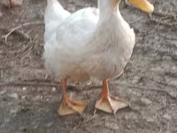 Ducks — Foto 4