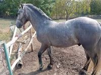 घोड़ा, Lipizzaner — फ़ोटो 5