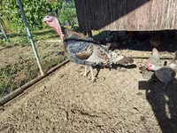 Turkeys — 2-сурет