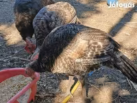 Turkeys — Foto 2