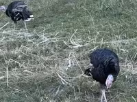 Turkeys — Foto 3