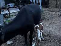 Tehén, Latvian Blue cattle — 8. fotó