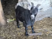 Cabro, Cabras — foto 1