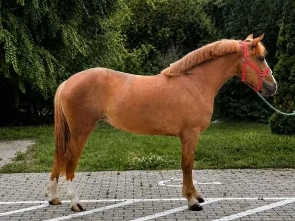 Jument, Chevaux