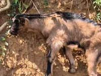母山羊, Goats — 照片 7