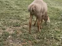 Qoyun, Arashan sheep — foto 4