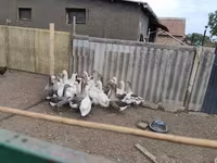 Geese — 1-сурет