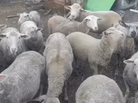 Kos, Merino sheep — 2. fotó