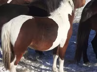 Atlar (partiya, cinsi göstərilməyib), Horse breed — foto 2