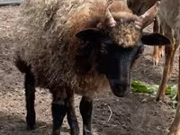 Kos, Racka sheep — 1. fotó