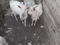 बकरा, बकरियाँ — फ़ोटो 2