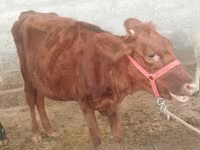 गाय, Red Estonian cattle — फ़ोटो 1